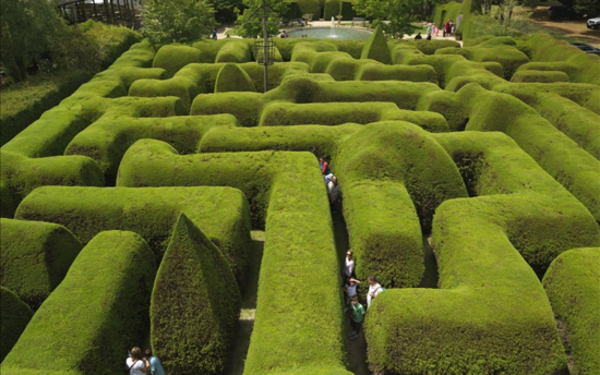 Ashcombe Maze & Lavender Gardens
