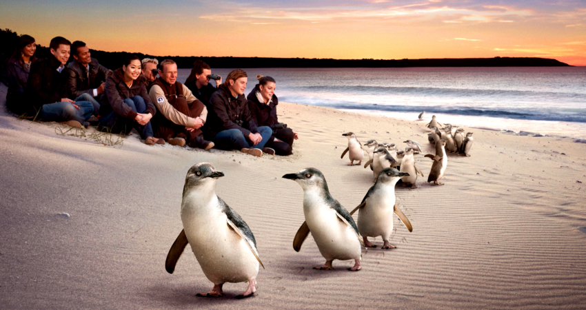 Penguin Parade - Standard Viewing