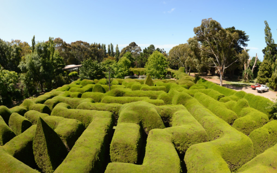 Ashcombe Maze & Lavender Gardens