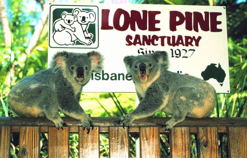 Lone Pine Koala Sanctuary Admission