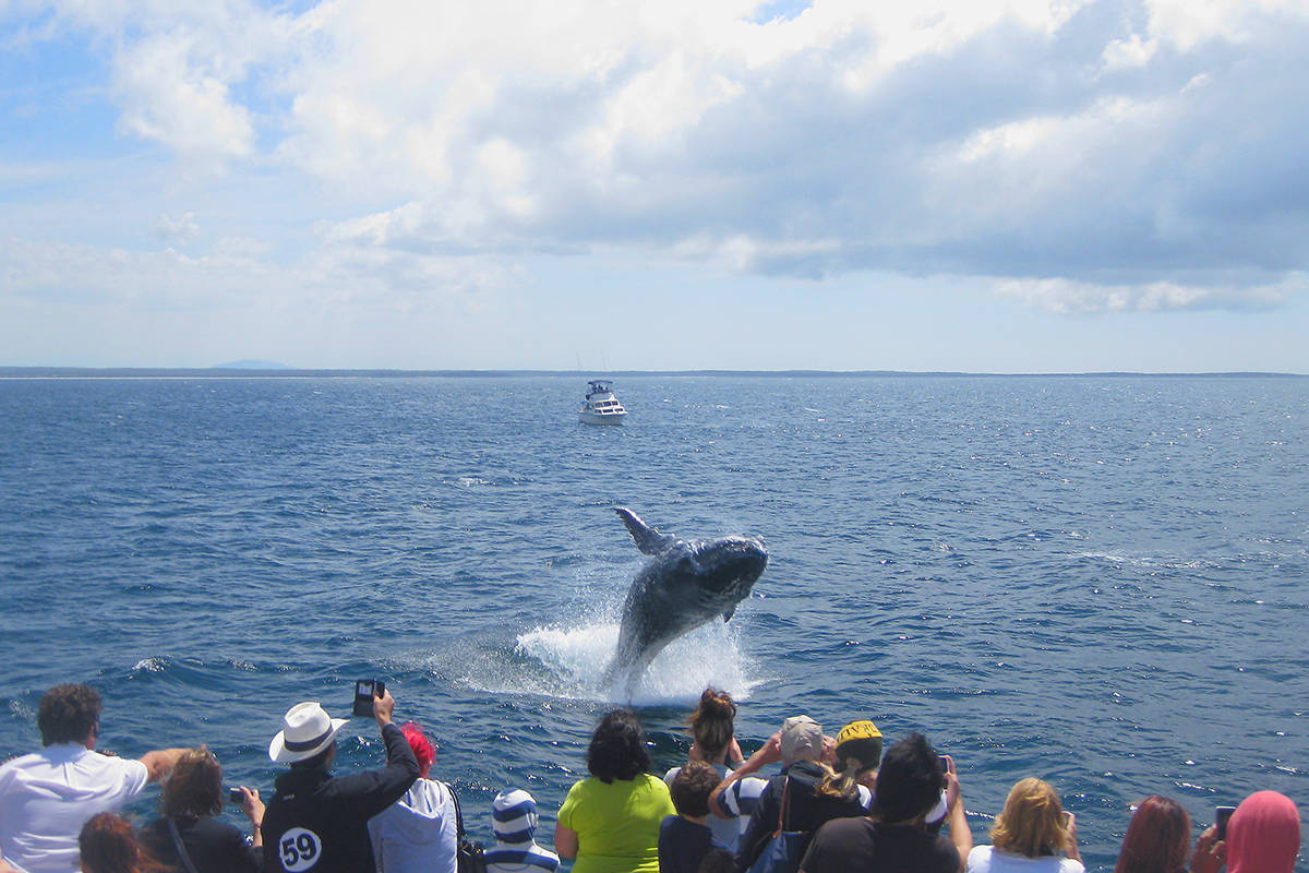 Jervis Bay - Whale Watch Cruise