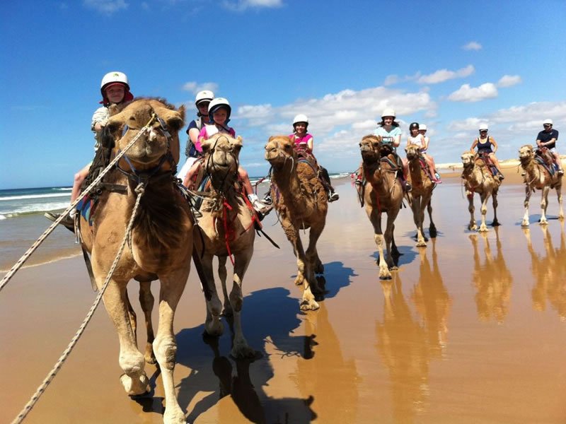 Adventure Camel Riding (20 Minutes)