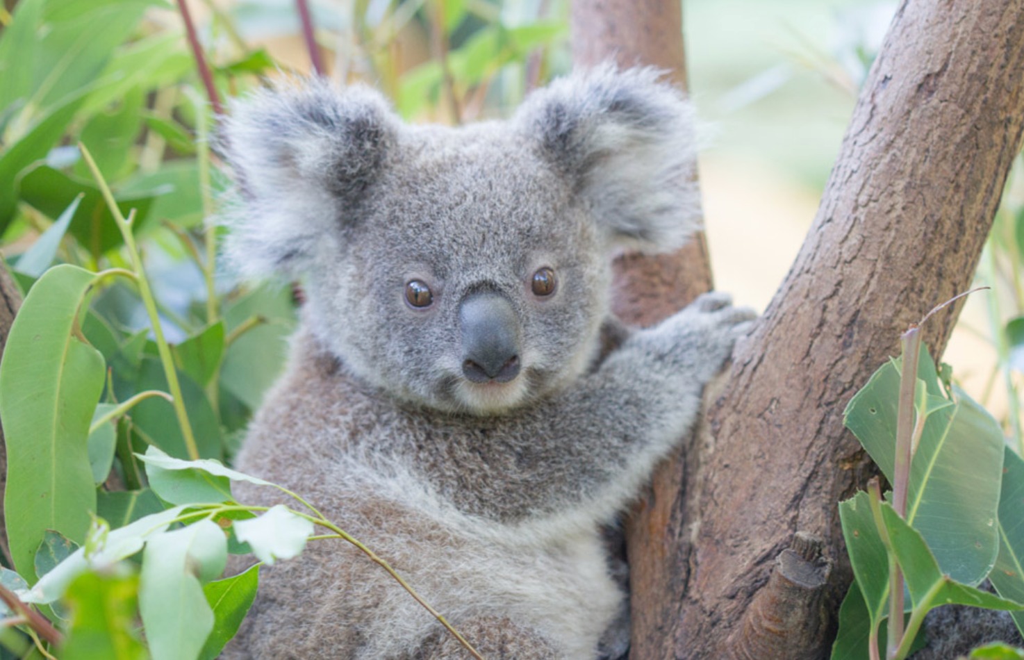 Currumbin Sanctuary - Koala